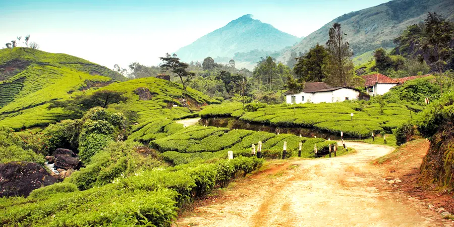 Munnar Thekkady Tour Package From Cochin , 1699258799_525997-munnar-thekkady-tour-package-from-cochin-slider-image.webp