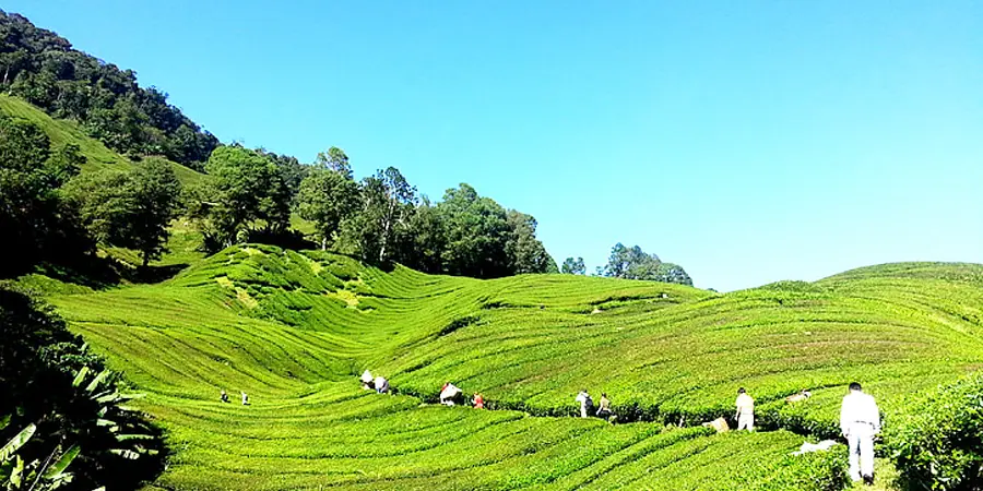 Addabarie Tea Estate Assam Tour, 1701762936_835094-addabarie-tea-estate-assam-tour-slider-image.webp