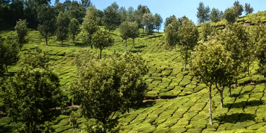 Ooty Kodaikanal Munnar Honeymoon Package, 1708426791_391368-ooty-kodaikanal-munnar-honeymoon-package-slider-image.webp