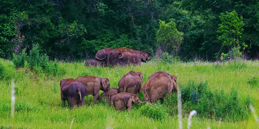 Kozhikode to Wayanad Tour Package, 1708426923_623530-kozhikode-to-wayanad-tour-package-slider-image.webp