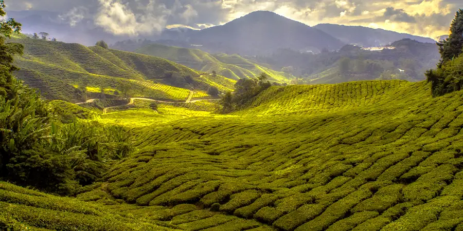 2N-3D Munnar Sightseeing Package, 1708512690_614484-munnar-sightseeing-package-slider-image.webp