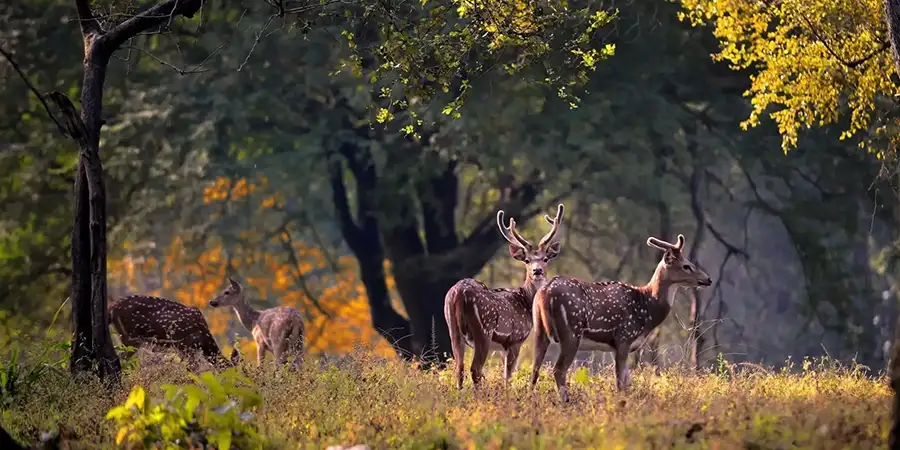 Kanha with Bandhavgarh Tour