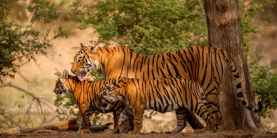 Madhya Pradesh Wildlife Tour