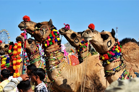 1700050605_201211-6n-7d-rajasthan-holiday-package-image.webp