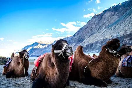 1701176921_700518-5n-6d-leh-ladakh-tour-package-image.webp