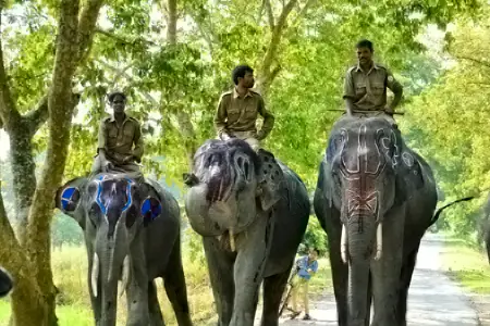 1701694399_969245-guwahati-to-kaziranga-tour-package-image.webp