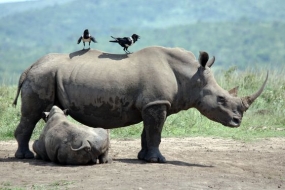 The Rhino Land