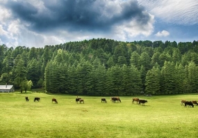 Picturesque Dalhousie Honeymoon Tour Package