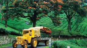 Romantic Munnar with Cherai Beach Tour
