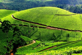 Romantic Munnar with Cherai Beach Tour