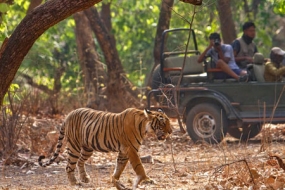 Den of Tigers - Jim Corbett National Park