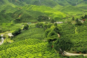 Splendid Hills