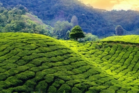 Darjeeling Tour Package For Group