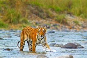 The Group tour Of Den of Tigers