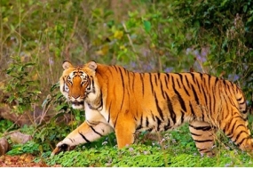 A Luxury tour of Corbett Nainital Bonanza