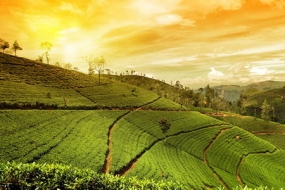 Tea Tasting Tour of Assam