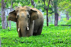 The Wild Assam