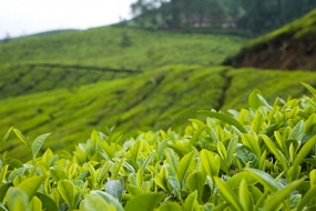 Gems of Assam Tour 1683013498_509971-Gems-of-Assam.jpg