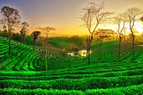 Complete Tour of Assam