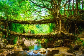 Mystic Tour of Meghalaya