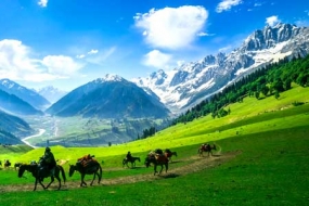 Golden Meadows of Kashmir