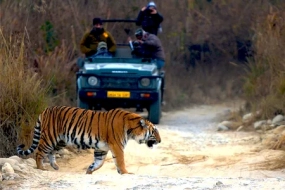 Jim Corbett Safari Package For Group