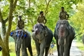 Guwahati To Kaziranga Tour Package