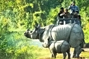 Kaziranga National Park Tour Package