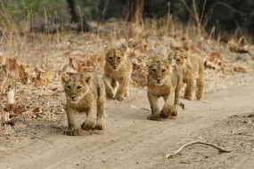 Gujarat Wildlife Tour with Gir Jungle Safari
