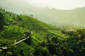 Munnar Package from Kochi with Thekkady 