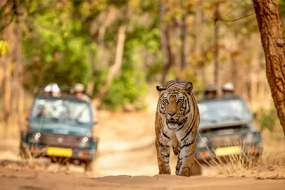 Kanha with Bandhavgarh Tour