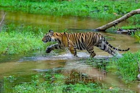 1790143463_756811-Madhya-Pradesh-Wildlife-Tour-Thumbnail.webp