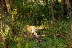 Jim Corbett Volvo Tour Package (2N / 3D)